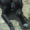 Pitbullman