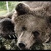 BiGbu