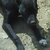 Pitbullman